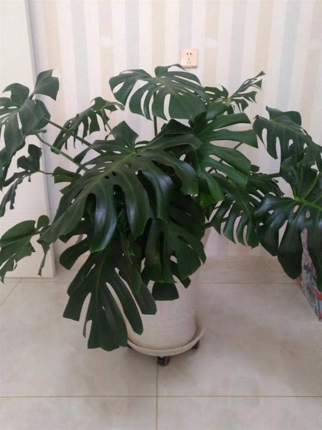 海虾的养殖方法