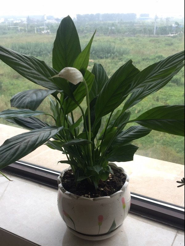 万年青扦插时间：掌握最佳时机，繁殖更高效