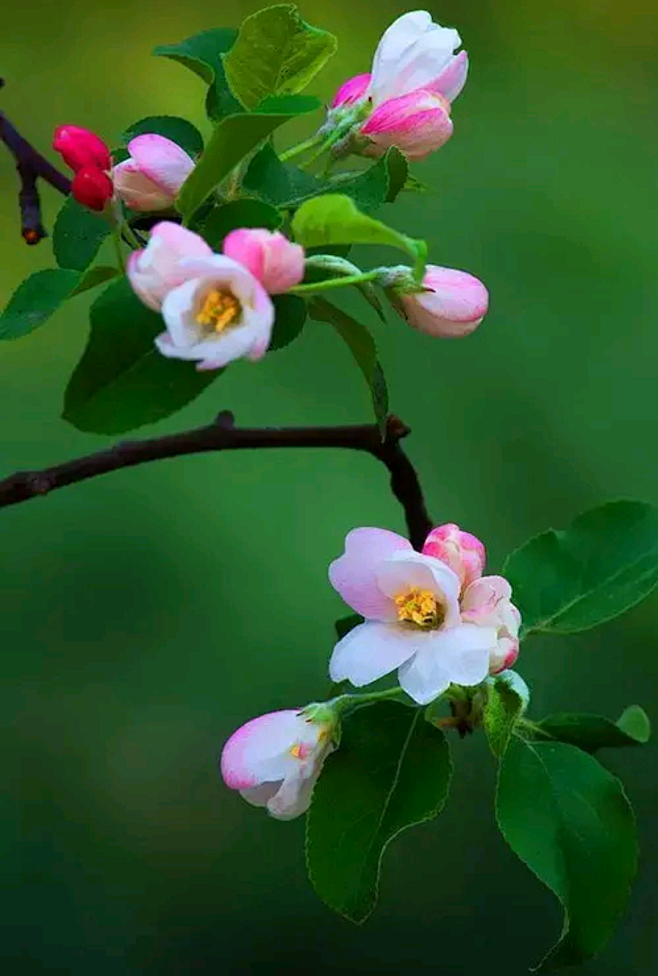 熊童子扦插方法：掌握技巧，繁殖不再是难题