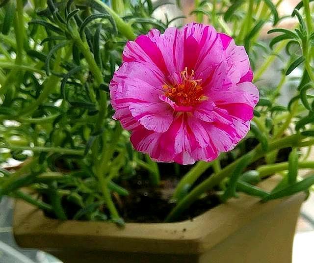 火祭的养殖方法：打造室内肉质植物的亮点