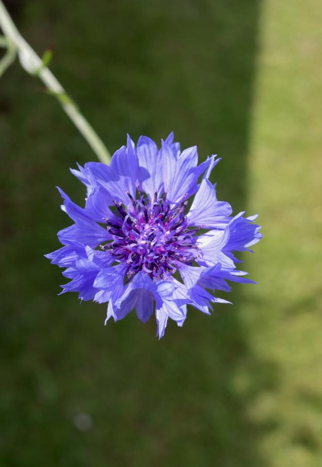 芦荟怎么养殖方法：全面指南