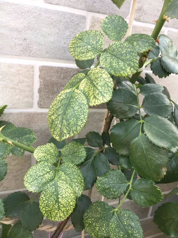 火鸡的养殖方法：全面指南