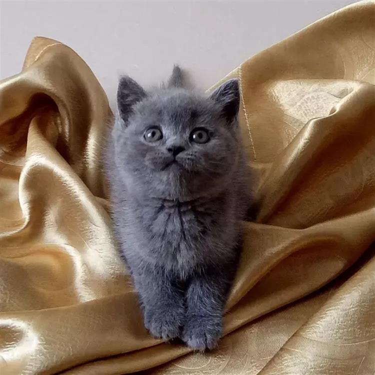 猫咪胎儿发育过程：揭秘神秘的小生命诞生记