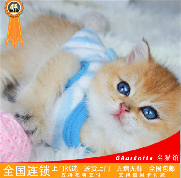 猫咪突然没精神好卧，主人该如何应对？