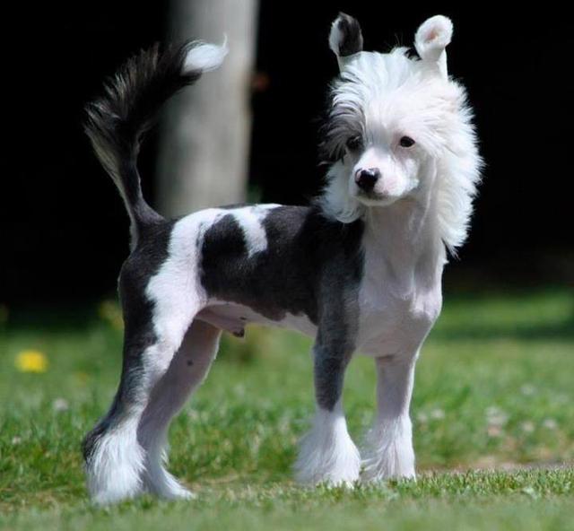 狗狗初乳黄：揭秘宠物世界的营养奇迹