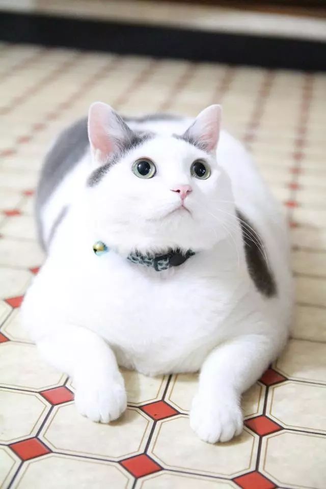 当宠物护理人员告诉你：狗狗吃到洋葱怎么办？