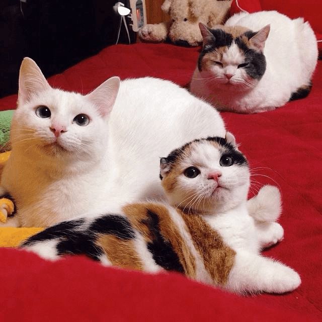 猫到处找的原因：揭开猫咪神秘行为的面纱