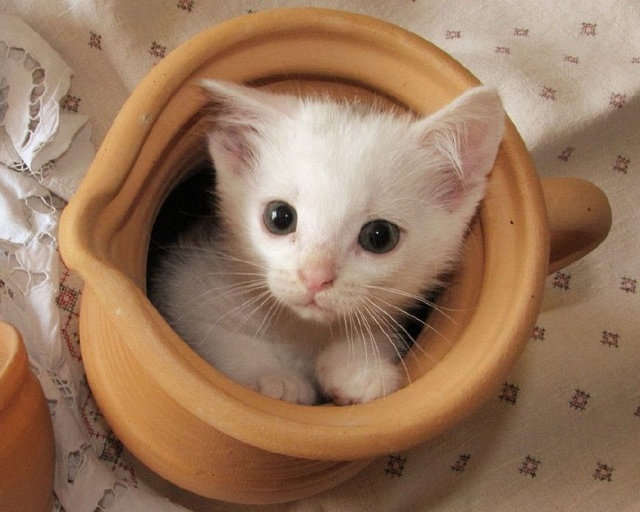 金白色猫咪品种：探索神秘与优雅的宠物世界