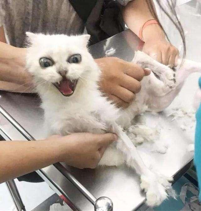 猫咪耳朵有皮屑不掉毛：揭开真相，守护宠物健康